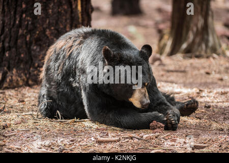 American Black Bear im Yosemite National Park, Kalifornien Stockfoto