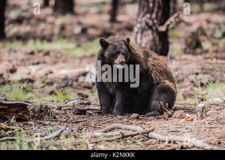 American Black Bear im Yosemite National Park, Kalifornien Stockfoto