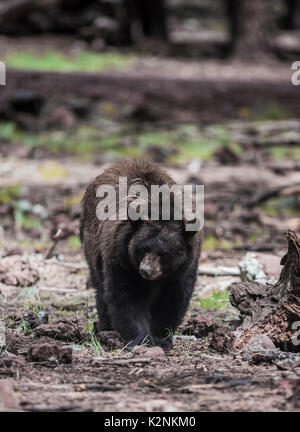 American Black Bear im Yosemite National Park, Kalifornien Stockfoto