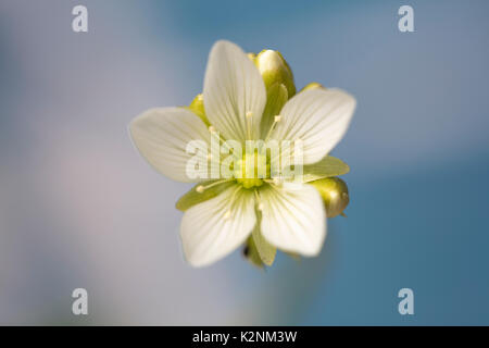 Venus Flytrap Blume mit weichen, weißen Blüten in voller Blüte. Stockfoto