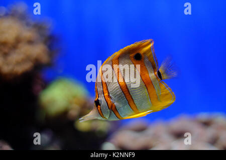 Copperband Falterfische Stockfoto