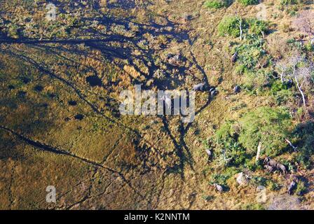 Eine Luftaufnahme von einer Herde von afrikanischen Elefanten Kreuzung die überfluteten Okavango Delta in Botswana Stockfoto