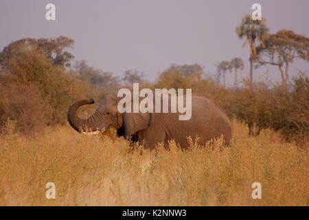 Ein Afrikanischer Elefant gehend durch Feuchtgebiet im Okavango Delta, Botswana Stockfoto