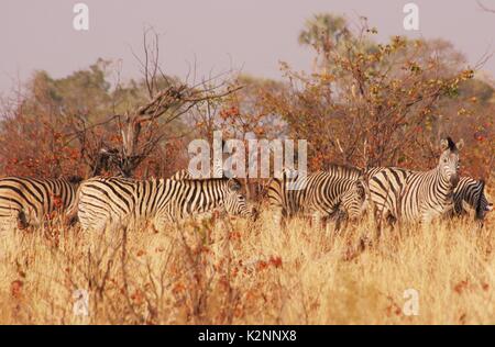 Eine Herde von beweidung Burchell's Zebra im Okavango Delta, Botswana Stockfoto