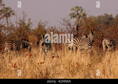 Eine Herde von Burchell's Zebra in der Mitte des Okavango Delta, Botswana Stockfoto