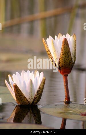 Lilien und lilypads wächst im Okavango Delta, Botswana Stockfoto