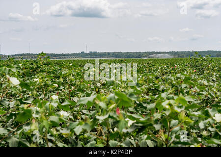 Große Baumwolle Bauernhof in Alabama, USA, in der Mitte der Saison peak zeigt ein gesundes Wachstum, oder hohe Baumwolle Baumwolle Pflanzen in voller Blüte. Stockfoto