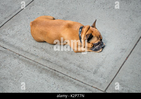 Eine tan männliche französische Bulldogge schlafen auf einem Bürgersteig in New York City Stockfoto