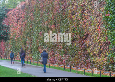 London, Großbritannien. 23 Okt, 2017. Menschen gehen vorbei an einer Wand der Blätter im Herbst ändern Farben auf Horse Guards Parade in London Credit: Amer ghazzal/alamy leben Nachrichten Stockfoto