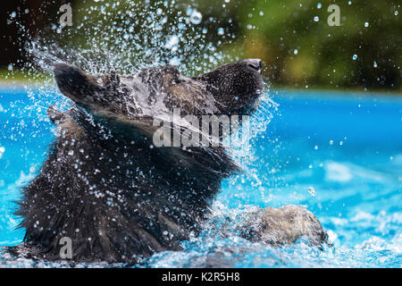 Bild eines alten Schäferhund, der den Kopf in einen Pool Shakes Stockfoto