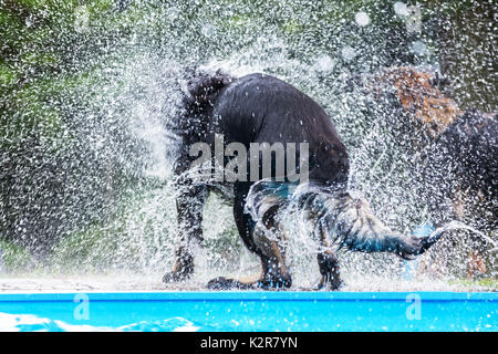 Bild von der Rückseite eines schwarzen Hund an einem Pool, die das nasse Fell schüttelt Stockfoto