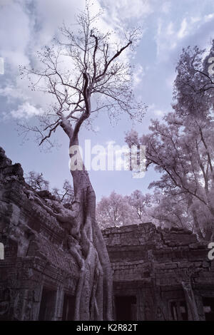 Ta Prohm schloss erstaunliche Banyan Tree Wurzeln siem reap Kambodscha Stockfoto