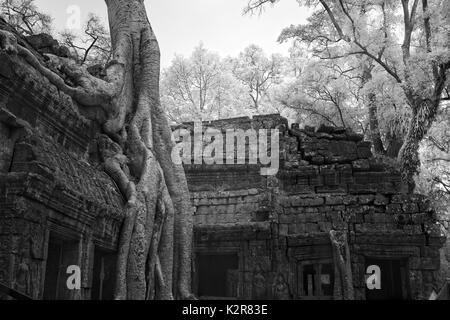 Ta Prohm schloss erstaunliche Banyan Tree Wurzeln siem Kambodscha in Schwarz und Weiß Kunst Ernten Stockfoto