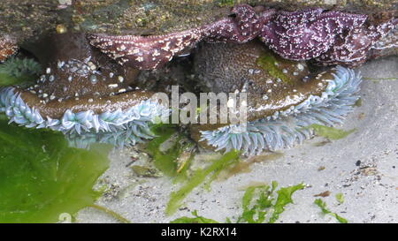 Tide pool, blaue Anemone und Seesterne Stockfoto