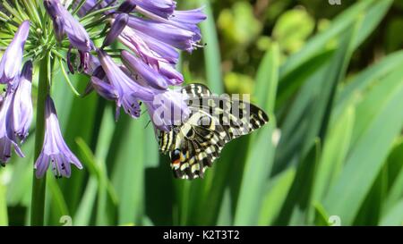 Schmetterling auf Blume Stockfoto