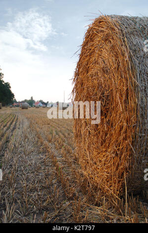 Trockenes Heu Ballen nach dem Mähen auf Feld mit Dorf im Hintergrund Stockfoto