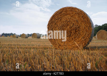 Trockenes Heu Ballen nach dem Mähen auf Feld mit Dorf im Hintergrund Stockfoto