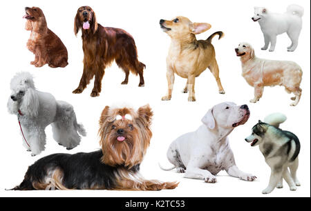 Reihe von reinrassigen Hunden auf weißem Hintergrund Stockfoto