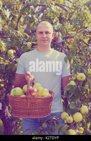 Mann mittleren Alters mit Apfelernte im Obstgarten Stockfoto