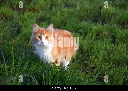 Langhaarige schildpatt Katze, Orange und Weiß Particolored Torties, Cat, Felis Catus, Felis silvestris catus Stockfoto