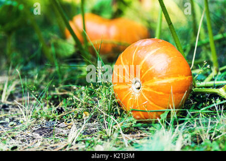 Kürbis im Garten wächst Stockfoto