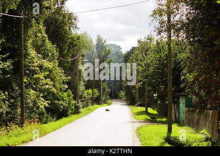 Eine strasse Katze geht auf der anderen Straßenseite in einem Dorf von der Sonne beleuchtet. Stockfoto