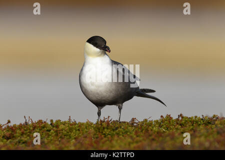 Long-tailed Skua - Stercorarius longicaudus Stockfoto