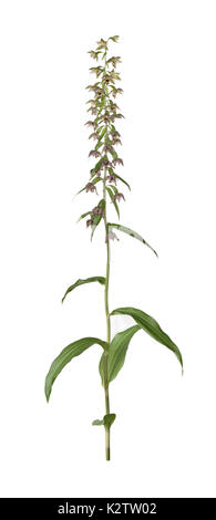 Broad-leaved helleborine Epipactis Helleborine - Stockfoto