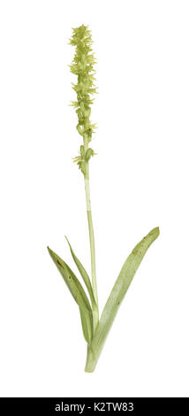 Moschus-Orchidee - Herminium monorchis Stockfoto