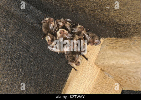 Braunes Langohr Plecotus auritus - Winter roost Stockfoto