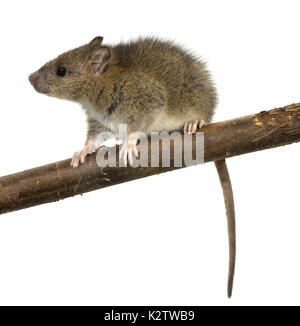 Braune Ratte - Rattus norvegicus Stockfoto