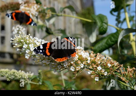 Red Admiral auf sommerflieder Blumen. Offenen Flügeln markanten rot weißen und schwarzen Markierungen zeigen Stockfoto