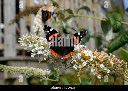 Red Admiral auf sommerflieder Blumen. Offenen Flügeln markanten rot weißen und schwarzen Markierungen zeigen Stockfoto