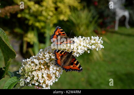 Zwei kleine Fuchs Schmetterlinge auf den Schmetterling Bush - sommerflieder. Garten Hintergrund Stockfoto