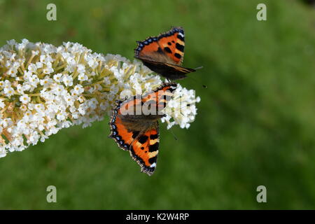 Zwei kleine Fuchs Schmetterlinge auf den Schmetterling Bush - sommerflieder Stockfoto