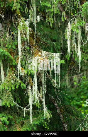 Baum mit Old Man's Bart oder Methuselah's Bart Flechten (Usnea longissima Longissima oder Dolichousnea), Tongass National Forest, Alaska, USA Fichte Stockfoto