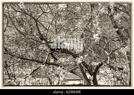 Die Katze liegt auf dem Zweige eines Baumes im Frühjahr, Moskau Stockfoto