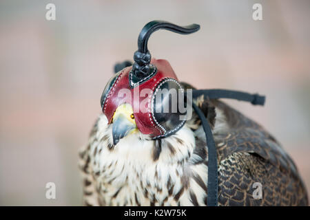 Wanderfalke trägt einen roten und schwarzen Nähten Leder Haube. Stockfoto