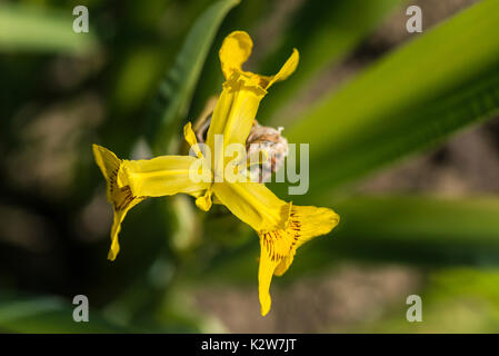 Gelbe Iris Blume Stockfoto