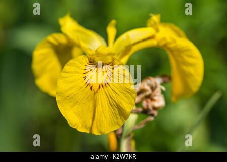 Gelbe Iris Blume Stockfoto