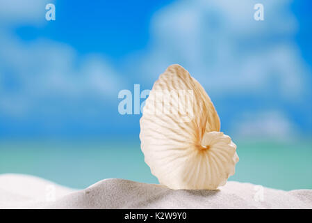 Papier-Meeresschnecke auf weißen Strandsand und blauer Hintergrund Seestück Stockfoto