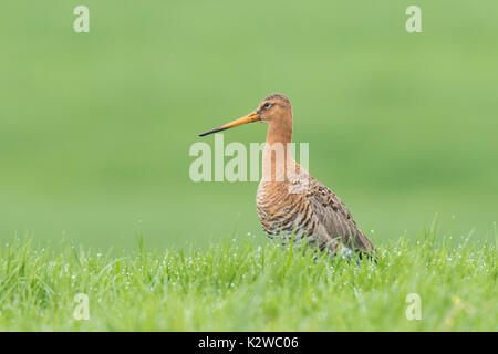 Eine Uferschnepfe (Limosa Limosa) gerade für diese Saison, rufen und schreien auf Ackerland mit Nachmittag Sonnenlicht vor ihm zurück. Die meisten Stockfoto