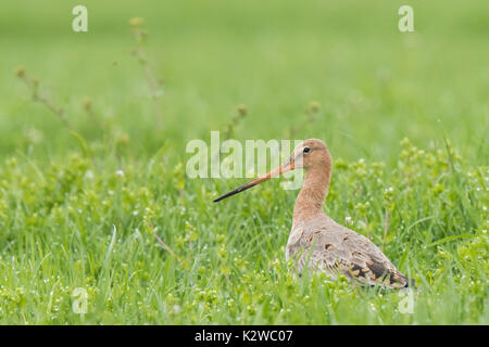 Eine weibliche Uferschnepfe (limosa Limosa) gerade für diese Jahreszeit zurück und Spaziergänge elegant auf Ackerland. Die meisten der europäischen Bevölkerung Rasse in der Stockfoto