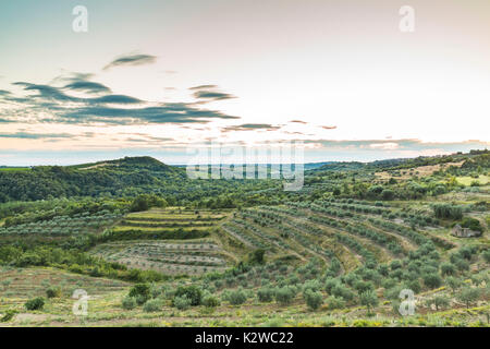 Malerischer Blick auf einen Weinberg in Istrien, Kroatien während der Dämmerung. Stockfoto