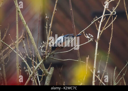 Eine männliche Dompfaff Fütterung auf Samen im Bush am Tag der Winter Stockfoto