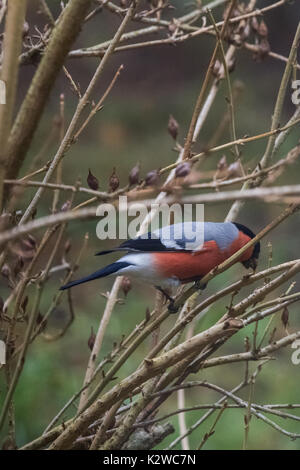 Eine männliche Dompfaff Fütterung auf Samen im Bush am Tag der Winter Stockfoto