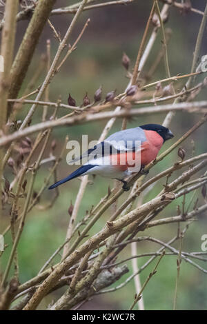 Eine männliche Dompfaff Fütterung auf Samen im Bush am Tag der Winter Stockfoto