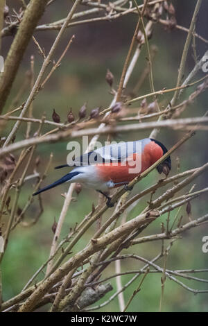 Eine männliche Dompfaff Fütterung auf Samen im Bush am Tag der Winter Stockfoto