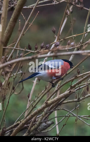 Eine männliche Dompfaff Fütterung auf Samen im Bush am Tag der Winter Stockfoto