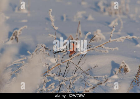 Eine männliche Dompfaff Fütterung auf Samen im Bush am Tag der Winter Stockfoto